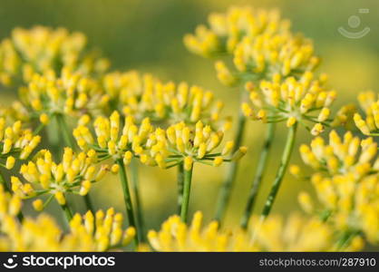 fennel flower on natural background. fennel flowers