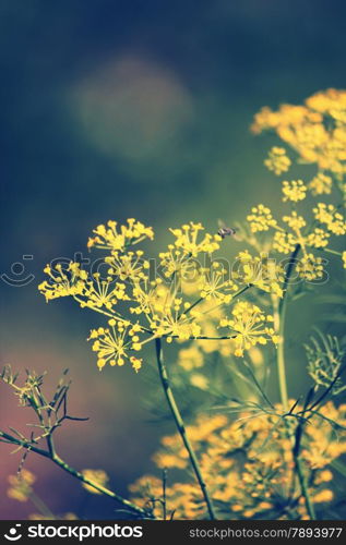 Fennel, Foeniculum vulgare is a flowering plant species in the celery family Apiaceae or Umbelliferae. It is a hardy, perennial herb with yellow flowers and feathery leaves. It is a highly aromatic and flavorful herb with culinary and medicinal uses. Fennel is used as a food plant.