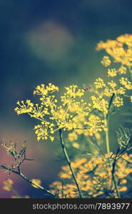 Fennel, Foeniculum vulgare is a flowering plant species in the celery family Apiaceae or Umbelliferae. It is a hardy, perennial herb with yellow flowers and feathery leaves. It is a highly aromatic and flavorful herb with culinary and medicinal uses. Fennel is used as a food plant.