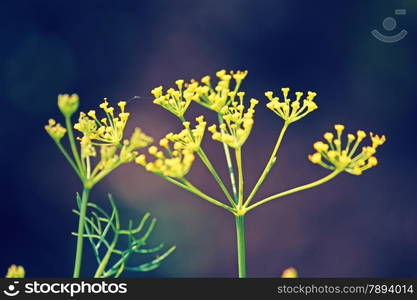 Fennel, Foeniculum vulgare is a flowering plant species in the celery family Apiaceae or Umbelliferae. It is a hardy, perennial herb with yellow flowers and feathery leaves. It is a highly aromatic and flavorful herb with culinary and medicinal uses. Fennel is used as a food plant.