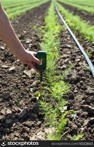 Fennel plantation. Measure soil contents with digital device. Growing fennel in big industrial farm.