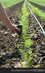 Fennel plantation. Measure soil contents with digital device. Growing fennel in big industrial farm.