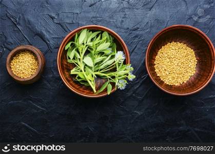 Fenugreek seeds with fresh plant.Herbal medicine.Fenugreek leaves with flowers. Fenugreek seeds and leaves,flat lay
