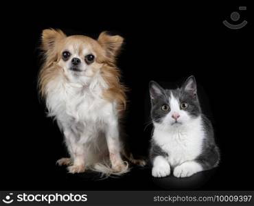 feral cat and chihuahua in front of black background
