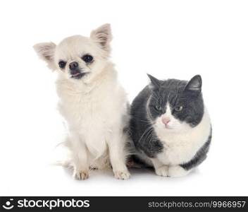 feral cat and chihuahua in front of white background