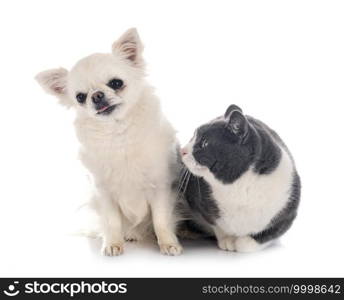 feral cat and chihuahua in front of white background