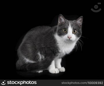 feral cat in front of black background