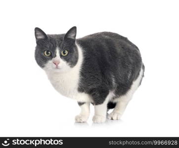 feral cat in front of white background