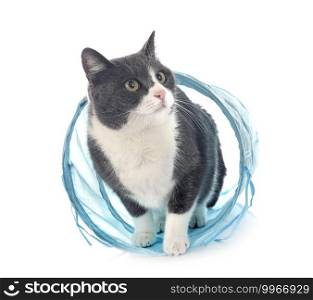 feral cat in front of white background