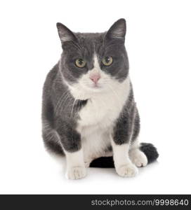 feral cat in front of white background