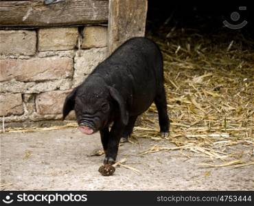 Ferkel-Stall. black pig on a farm