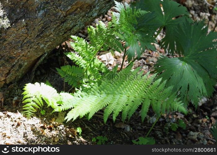 Ferm growing in the summer forest