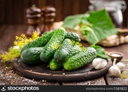 Fermenting cucumbers, cooking recipe salted or marinated pickles with garlic and dill. Fermenting cucumbers, cooking recipe salted or marinated pickles with garlic and dil