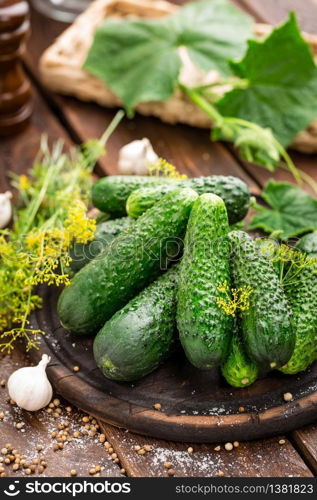 Fermenting cucumbers, cooking recipe salted or marinated pickles with garlic and dill. Fermenting cucumbers, cooking recipe salted or marinated pickles with garlic and dil