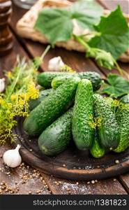 Fermenting cucumbers, cooking recipe salted or marinated pickles with garlic and dill. Fermenting cucumbers, cooking recipe salted or marinated pickles with garlic and dil