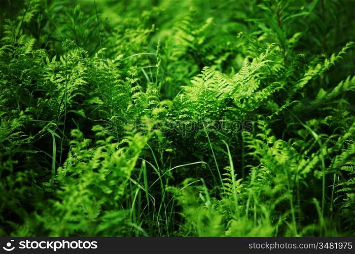 fern background close up