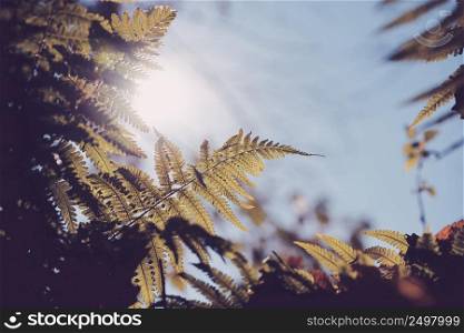 Fern branch closeup in morning light