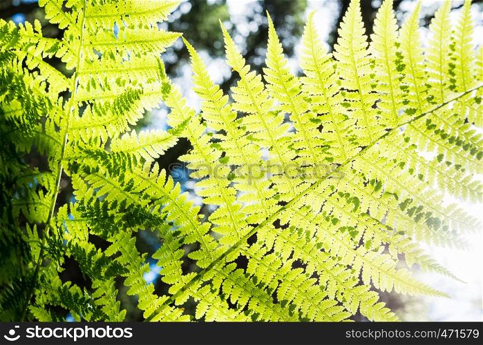 fern bush against background of sunlight through leaves and trees