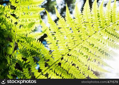 fern bush against background of sunlight through leaves and trees