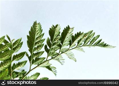 Fern. Closeup green branch on gray background with copy space. Layout foliage. Flat lay. Closeup of a branch of fern on a gray background with copy space. Natural foliage layout. Flat lay