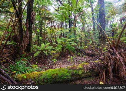 Fern. Gigant fern trees in rainforest, Hawaii island