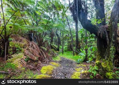 Fern. Gigant fern trees in rainforest, Hawaii island