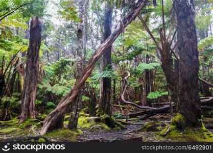 Fern. Gigant fern trees in rainforest, Hawaii island