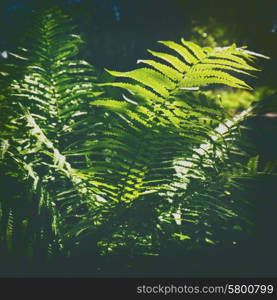 Fern grass. Spring. Beauty sunny day in the wild forest