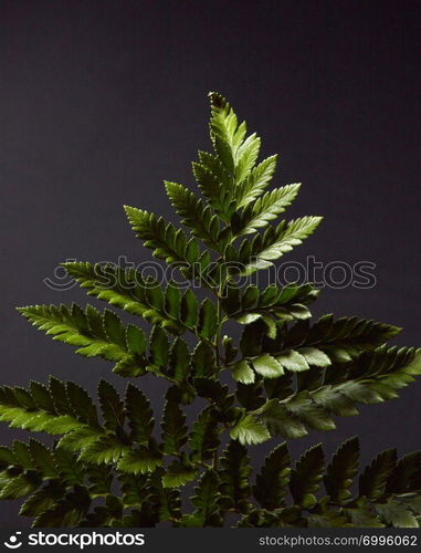 Fern. Green branch of a plant on a black background with highlights of light and space for text. Natural foliage layout. Flat lay. Fresh green fern twig presented on a black background with highlights of light and copy space. Natural layout. Flat lay