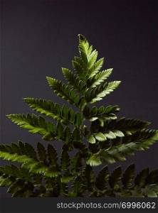 Fern. Green branch of a plant on a black background with highlights of light and space for text. Natural foliage layout. Flat lay. Fresh green fern twig presented on a black background with highlights of light and copy space. Natural layout. Flat lay