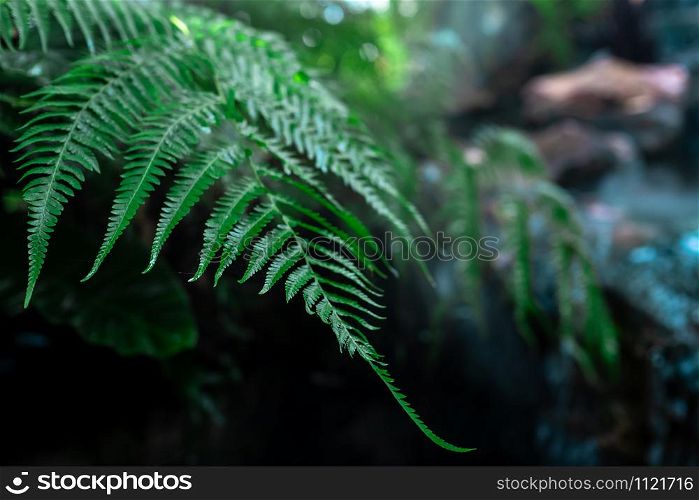 fern green leaves and small waterfall background dramatic picture style in the nature