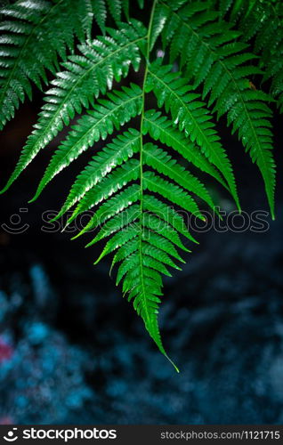 fern green leaves background dramatic picture style in the nature