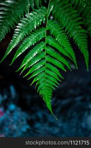 fern green leaves background dramatic picture style in the nature