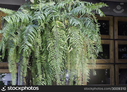 Fern hanging decorated the place, stock photo