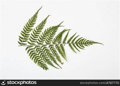 fern herbarium on white background.