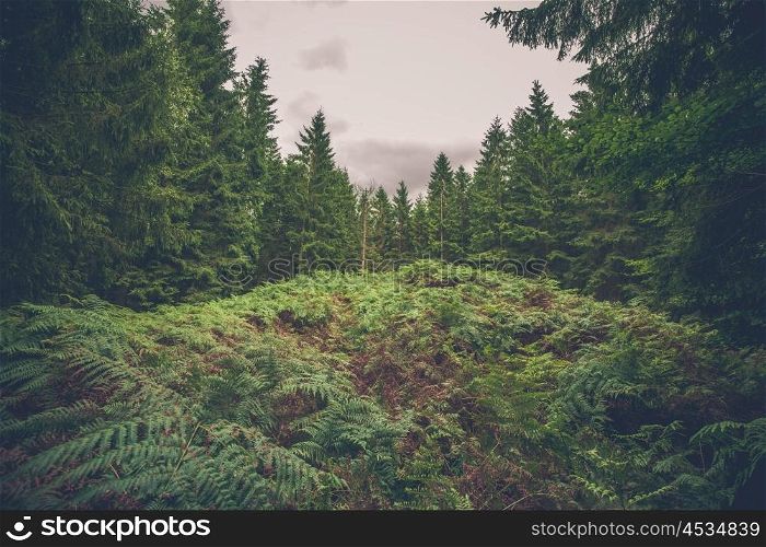 Fern in a pine forest in cloudy weather