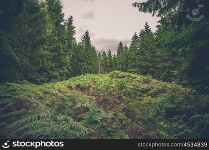 Fern in a pine forest in cloudy weather