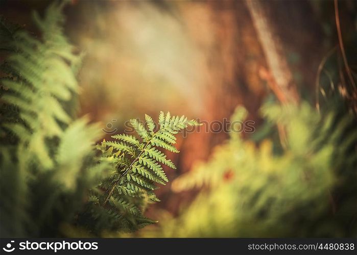 Fern in autumn forest , outdoor nature background