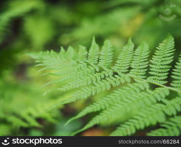 Fern in the forest