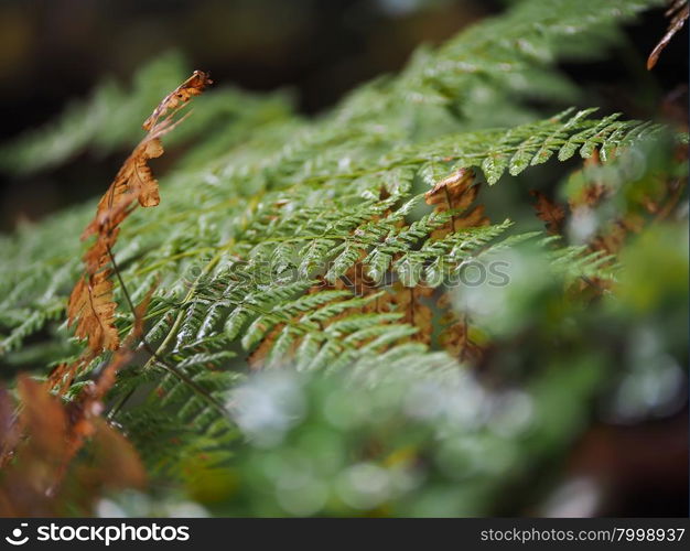 Fern in the forest