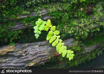 Fern in the forest, Forest Ferns and Fallen Log