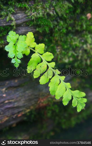 Fern in the forest, Forest Ferns and Fallen Log