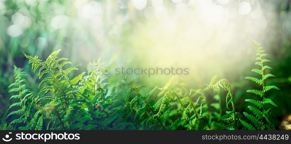 Fern in tropical jungle forest with sun light, outdoor nature background, banner