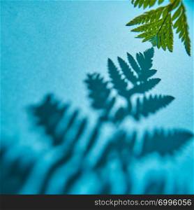 Fern leaf and shadow on blue background with copy space. Natural photo as a layout. Green twig fern with shadow pattern on a blue background with space for text. Foliage layout