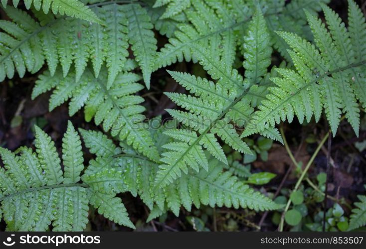 Fern leaf in the forest