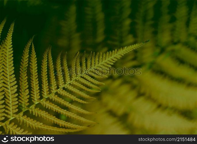 Fern leaf in tropical forest plants. Nature dark brown, green dusk film color background.
