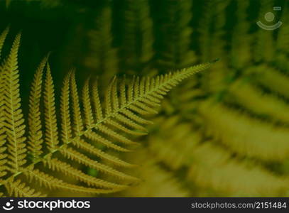 Fern leaf in tropical forest plants. Nature dark brown, green dusk film color background.