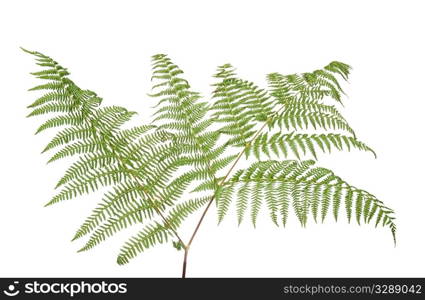 Fern leaf isolated on white background.