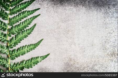 Fern leaf on gray rustic concrete background , top view, place for text, close up
