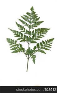 fern leaf on the white background.